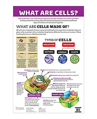 Charts: What Are Cells?
