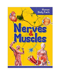 Nerves & Muscles- Human Body Facts