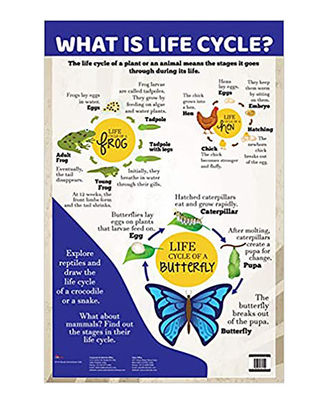 Charts: What Is Life Cycle?
