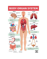 Body Organ System: Charts