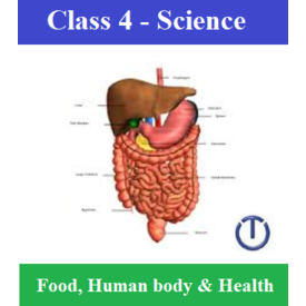 30 Worksheets, 05 online tests for Class 4 Science (Chapter: Human body, food and health)