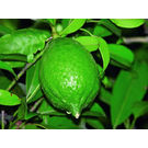Elachi Lemon / Assam Aromatic Lemon Plant