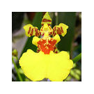 Oncidium Yellow (Young Plant) Orchid