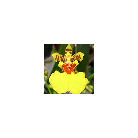 Oncidium Yellow (Young Plant) Orchid
