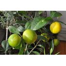 Lemon / Nimbu Plant ( Gol Nimbu)