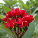 Plumeria Red Flower Plant
