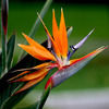 Bird Of Paradise ( Orange) Plant