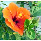 Orange Hibiscus Flower Plant