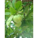 O-Tenga / Elephant Apple / Chalita Fruit Plant