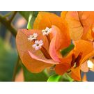 Bougainvillea ( Orange) Flower Plant