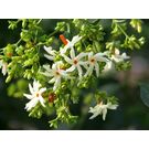 Nyctanthes arbor-tristis / Sheuli / Shefali Flower Plant