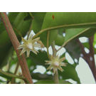 Mimusops Elengi / Bakul Flower Plant