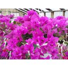 Bougainvillea ( Purple) Flower Plant