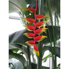 Heliconia / Lobster Claw Flower Plant