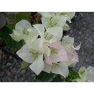 Bougainvillea ( White) Flower Plant