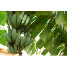 Banana / Malbhog Banana Plant