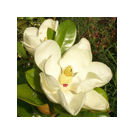 Magnolia Grandiflora ( White) Plant
