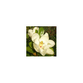 Magnolia Grandiflora ( White) Plant