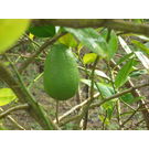Kaji ( Kagoji) Lemon Plant