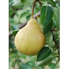 Asian Pears / Nespati Fruit Plant