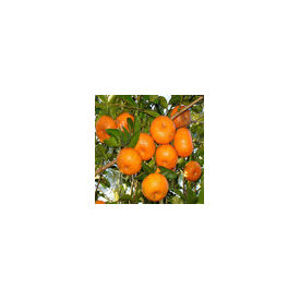 Hybrid Sweet Orange Plant