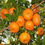 Hybrid Sweet Orange Plant