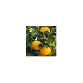 Mousambi ( Sweet Lemon) Plant