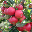 Apple / Red Apple Fruit Plant