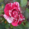 Sentimental Rose Plant