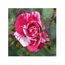 Sentimental Rose Plant