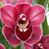 Cymbidium Red ( Flowering) Hybrid Orchid