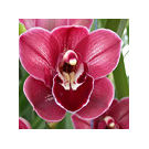 Cymbidium Red ( Flowering) Hybrid Orchid