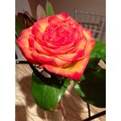 Bi Colour Rose Plant