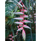 Heliconia Sexypink Flower Plant