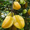 Carambola ( Star Fruit) Plant