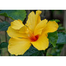Yellow Hibiscus Flower plant