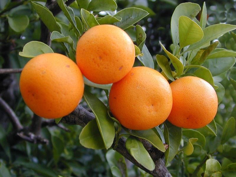 М мандарин. Мандарин Citrus reticulata Blanco. Мандарины Пакистан. Export quality мандарины. Мандарин кинноу описание сорта.
