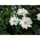 White Gerbera Flower Plant
