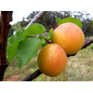 Apricot Plant