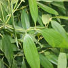 Indian Bay Leaf ( Tej Patta) Plant