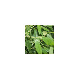 Indian Bay Leaf ( Tej Patta) Plant