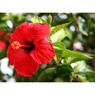 Red Hibiscus Flower plant