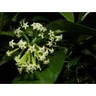 Cestrum Nocturnum / Hasnahena / Raatrani Flower Plant
