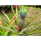 Pineapple / Ananas Comosus Fruit Plant