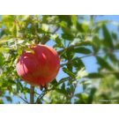 Pomegranate / Anar Plant