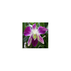 Dendrobium Hybrid ( Mature) Plant