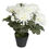 Forest Chrysanthemum Plant Pot - @home By Nilkamal, White