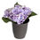 Forest Hydrangea Plant Pot - @home By Nilkamal, Lavender