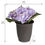 Forest Hydrangea Plant Pot - @home By Nilkamal, Lavender
