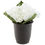 Forest Hydrangea Plant Pot - @home By Nilkamal, White